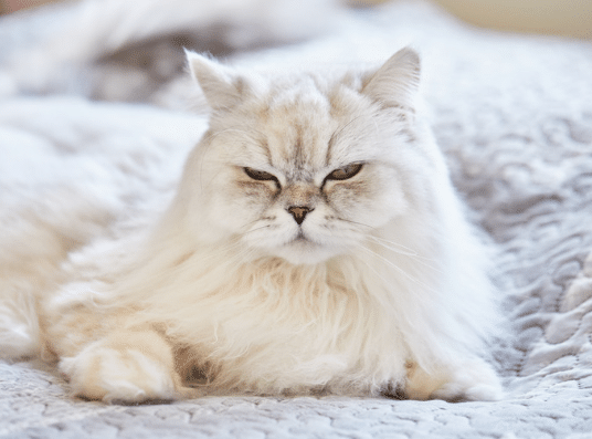 Mơ thấy mèo trắng là điềm báo gì?